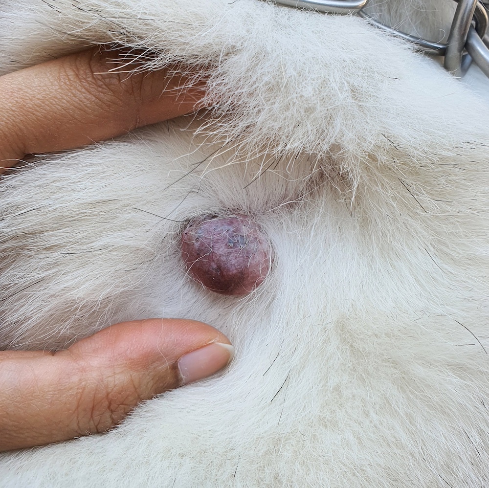 histiocytomas in dogs